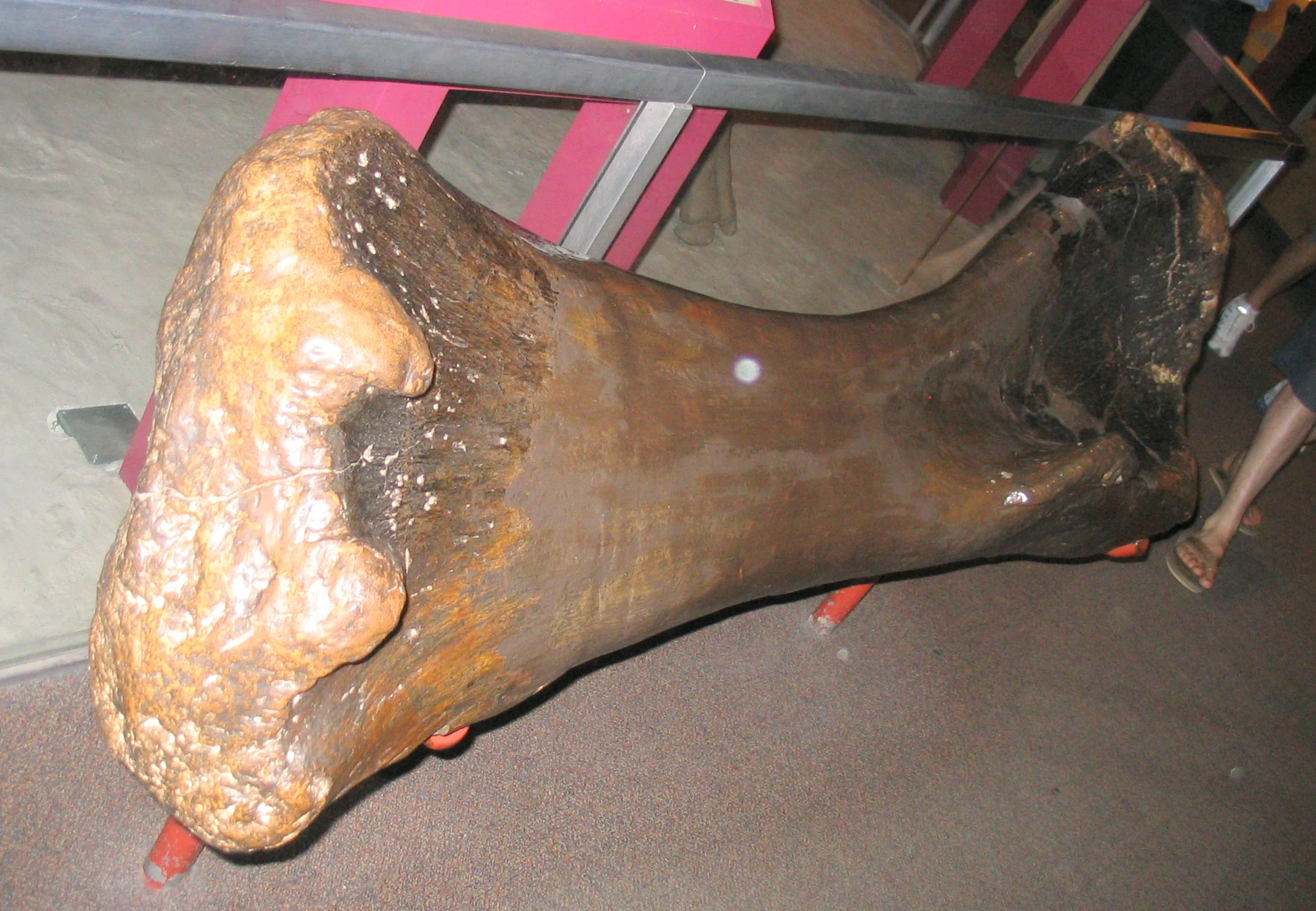 Brachiosaurus Femur