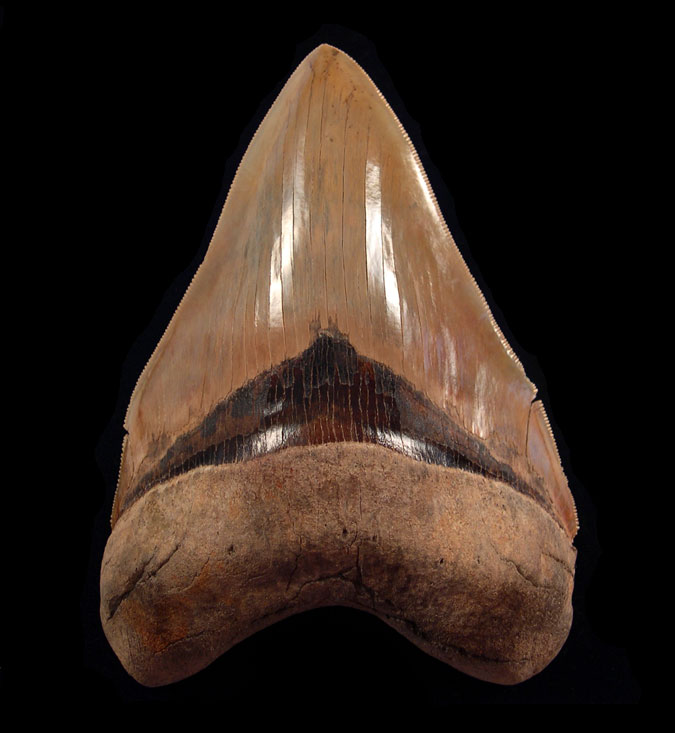 Megalodon Tooth