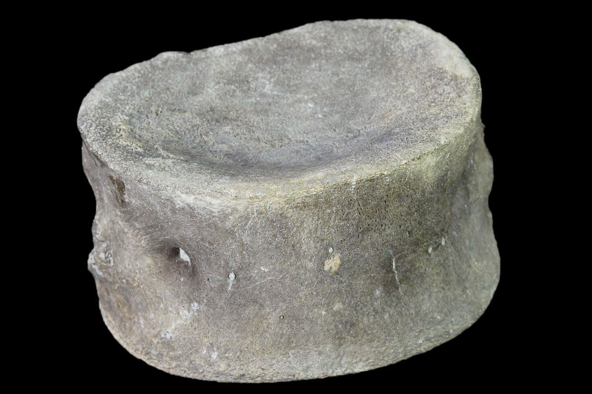 Plesiosaurus Vertebra