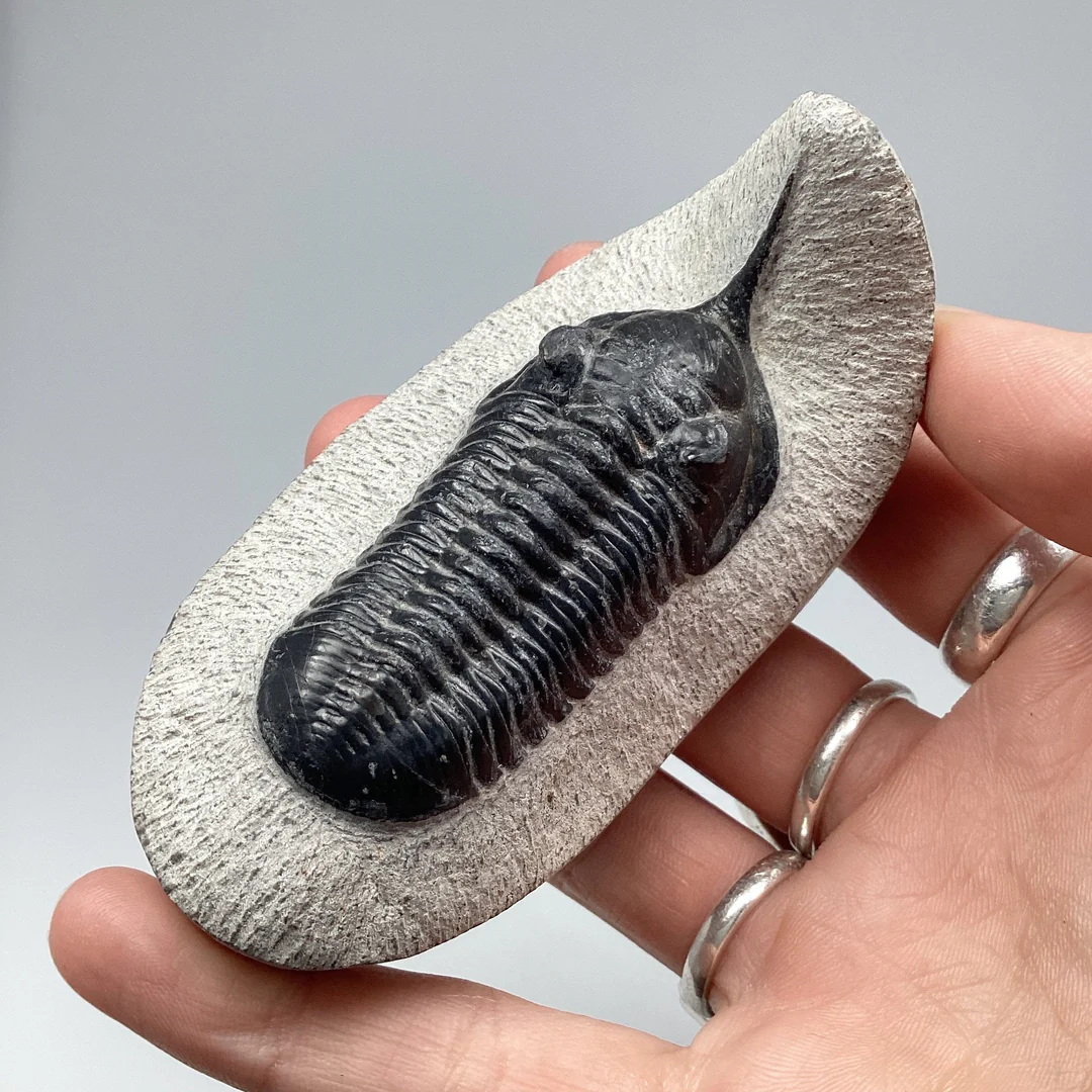 Trilobite Fossil